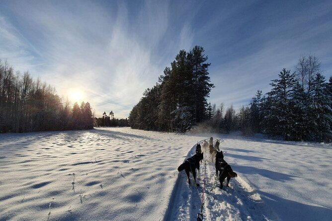 husky-sledding-tour