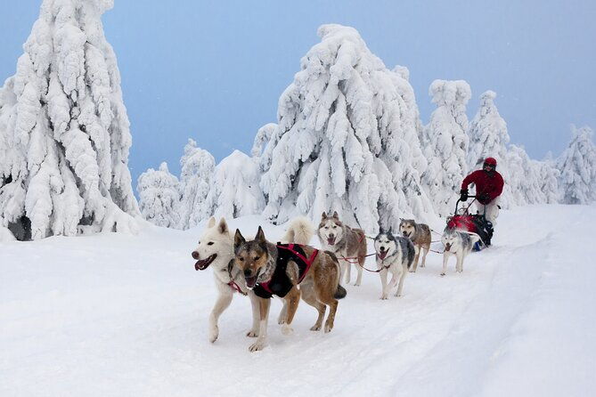 husky-sledding-tour