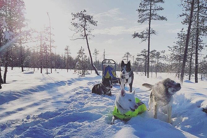 husky-sledding-tour