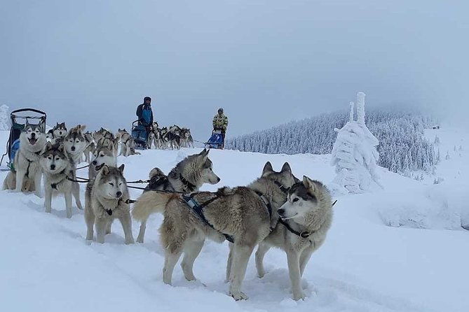 husky-sleigh-rides-experience