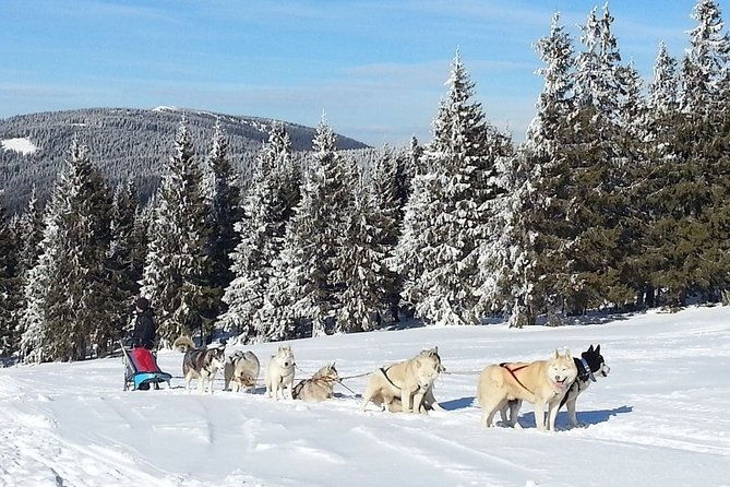 husky-sleigh-rides-experience