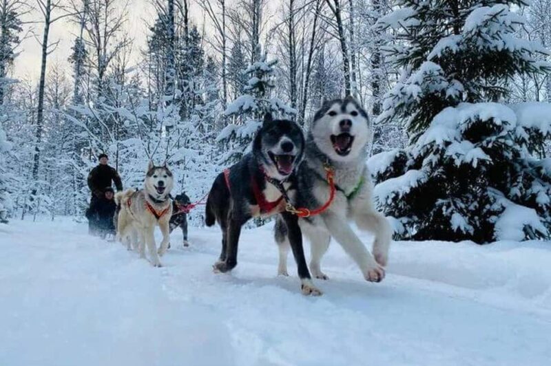 Husky Tour Experience in Levi - Authentic Experiences from Other Travelers