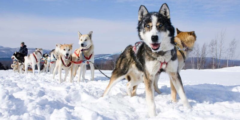 Husky Tour Experience in Levi - FAQ