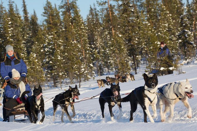 husky-tour-sit-and-drive-combo-tour-from-kiruna