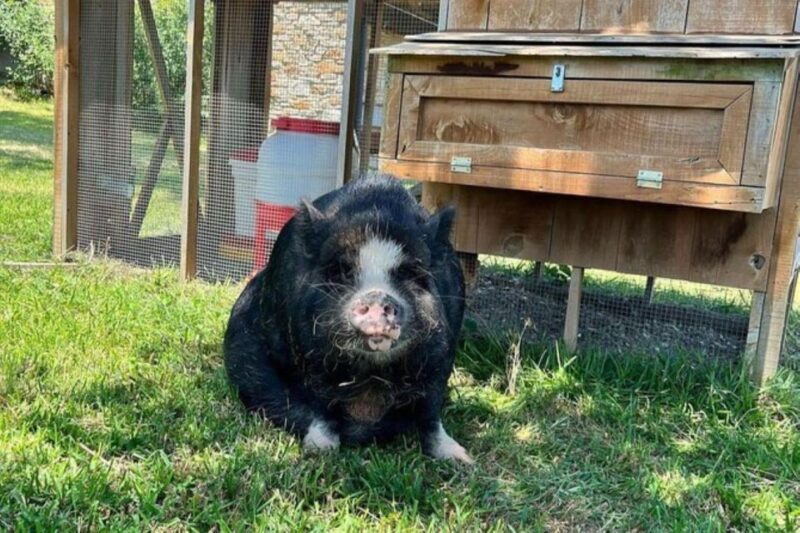 Hutto Texas: Kune kune Pig Farm Visit - Hutto Texas: Kune Kune Pig Farm Visit