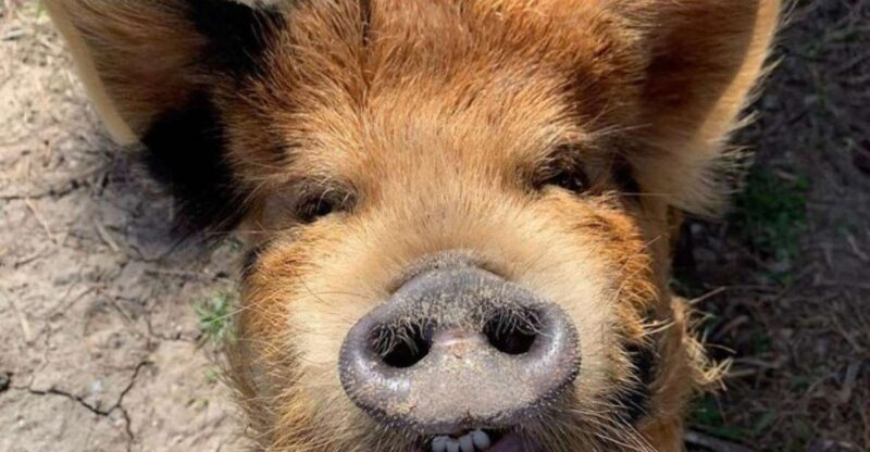Hutto Texas: Kune kune Pig Farm Visit - Key Points