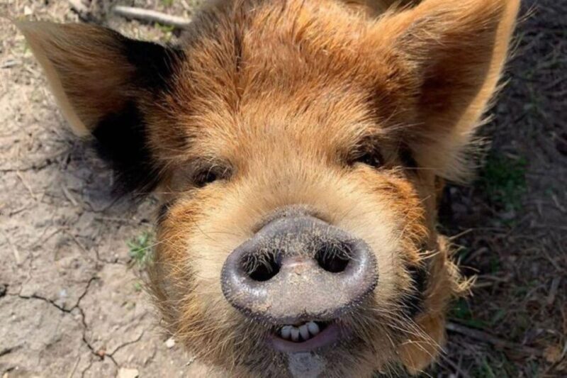 Hutto Texas: Kune kune Pig Farm Visit - Why This Tour Might Be Perfect for You