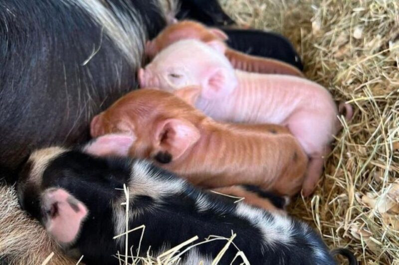 Hutto Texas: Kune kune Pig Farm Visit - Final Verdict