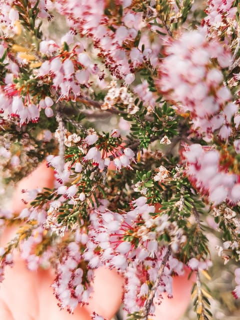 hvar-guided-hiking-tour-in-the-countryside