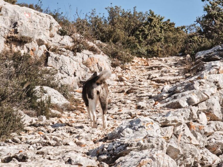 hvar-guided-hiking-tour-in-the-countryside