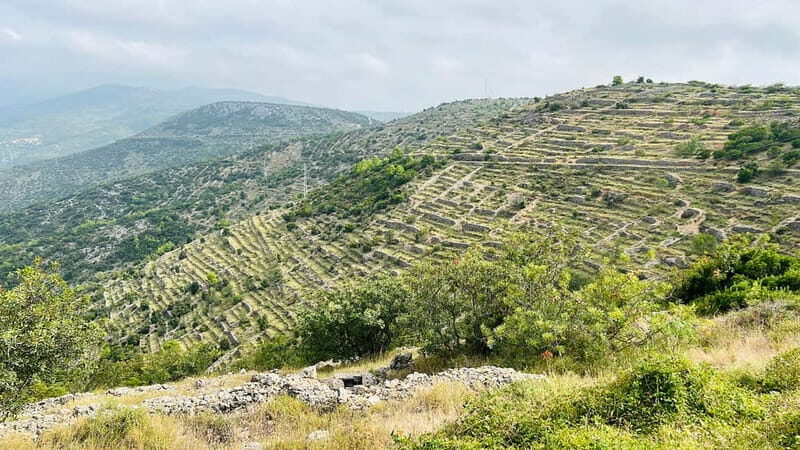 Hvar: Hidden Gems Tour - Velo Grablje: The Lavender Birthplace