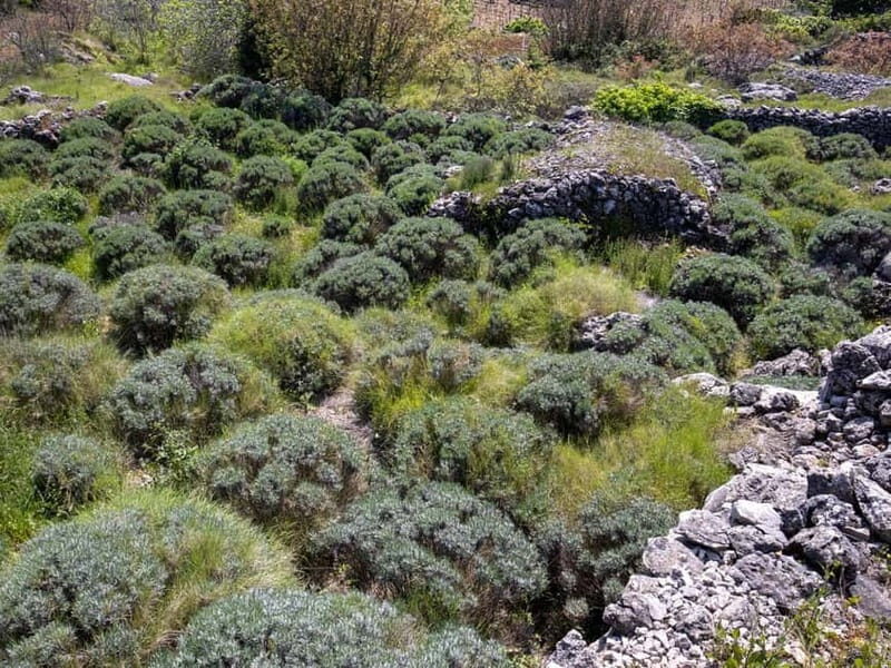 Hvar: Lavender Fields, Honey, and Local Product Tasting - Key Points