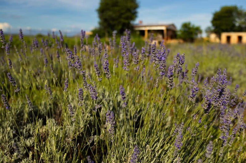 Hvar: Lavender Fields, Honey, and Local Product Tasting - Final Thoughts