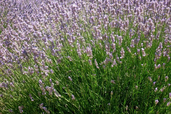 hvar-lavender-small-group-tour