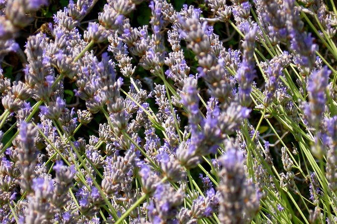 hvar-lavender-small-group-tour