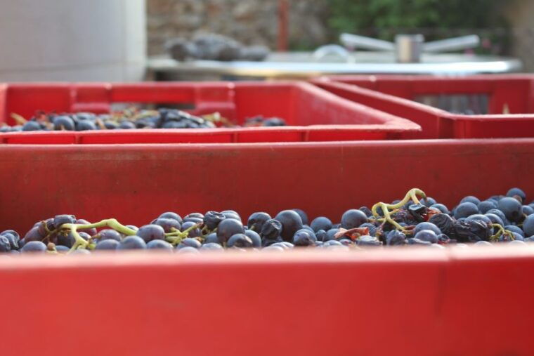 hvar-wine-lovers-tour-to-3-wineries-with-local-tastings