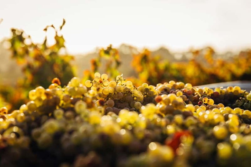 Hvar: Wine Tasting Tour and Island Sightseeing - Exploring the Tour in Detail