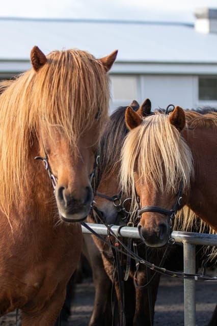 hveragerdi-countryside-charm-horse-riding-tour