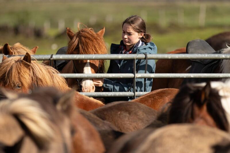hveragerdi-countryside-charm-horse-riding-tour