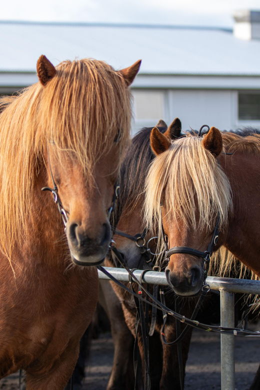 hveragerdi-countryside-charm-horse-riding-tour