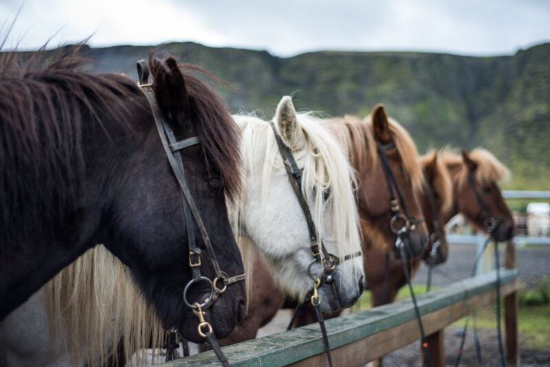 hveragerdi-reykjadalur-hotspring-valley-horse-riding-tour