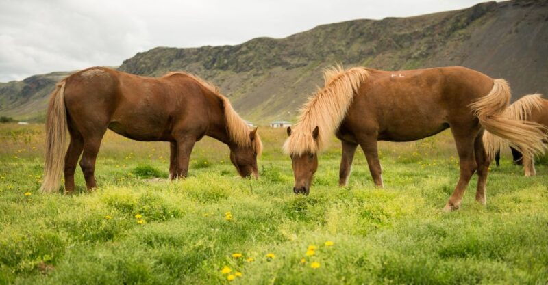 hveragerdi-reykjadalur-hotspring-valley-horse-riding-tour