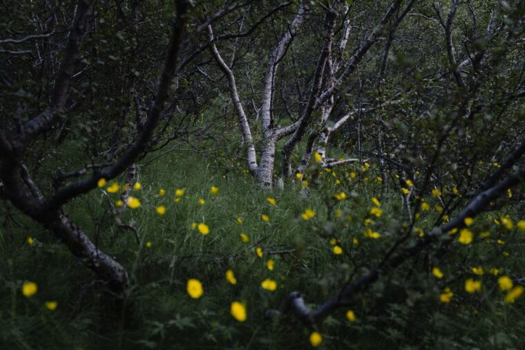 hvolsvollur-private-thorsmork-guided-day-hike-by-super-jeep