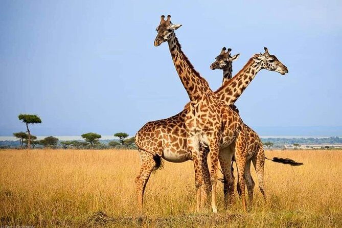 Hwange Day Trip - The Itinerary Breakdown: What to Expect on Your Hwange Day Trip