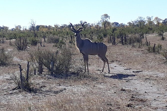 Hwange Day Trip - Authentic Insights from Travelers