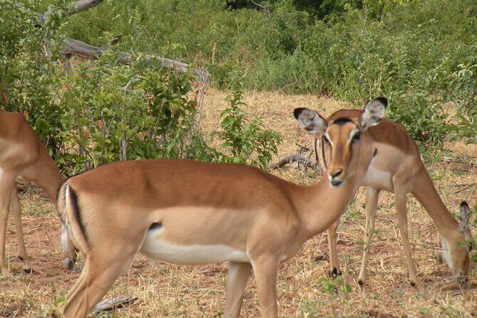 Hwange Day Trip - FAQs