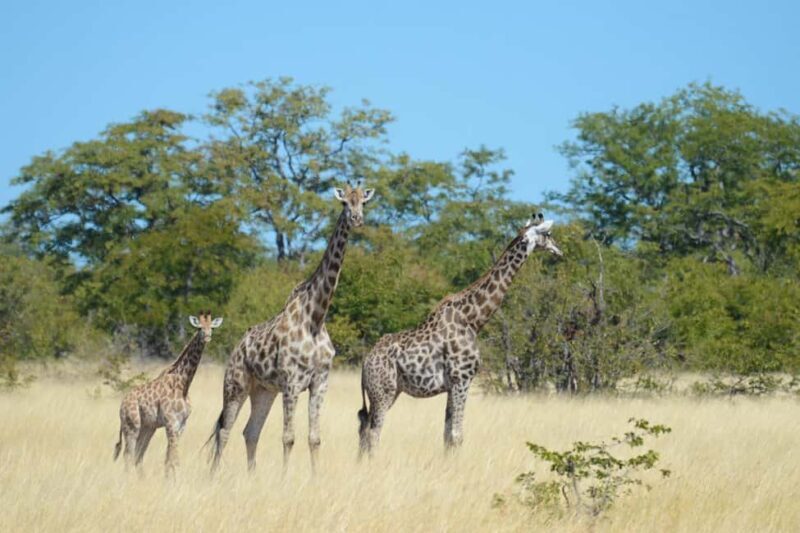 Hwange Full Day Safari from Victoria Falls - Exploring the Hwange Full Day Safari from Victoria Falls