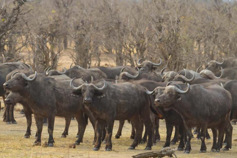Hwange Full Day Safari from Victoria Falls - Key Points  