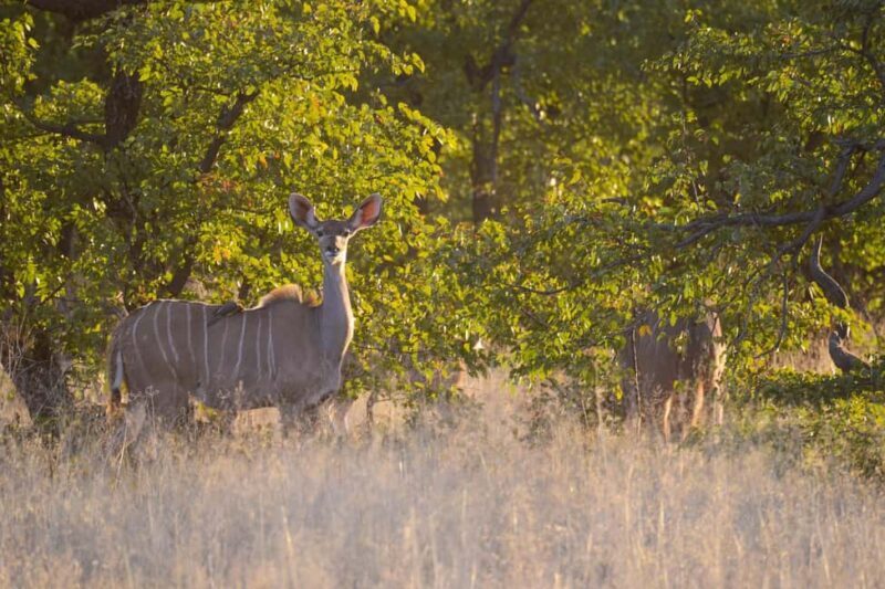 Hwange Full Day Safari from Victoria Falls - Why This Tour Offers Great Value