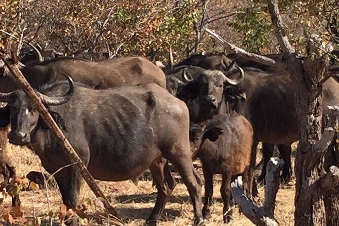 Hwange National Park 3 Days Package - Who Should Consider This Tour?