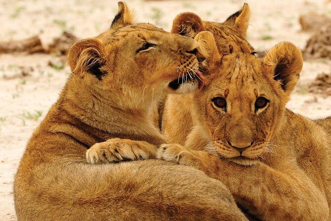 Hwange National Park Full Day Game Drive Safari - What Makes This Safari Stand Out?