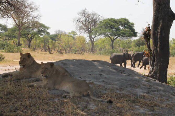 Hwange National Park Full Day Trip - FAQ