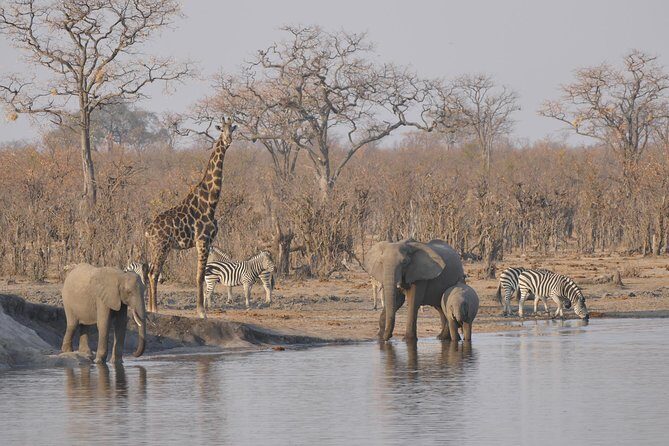 Hwange (Safari) Day Trip from Victoria Falls - Key Points