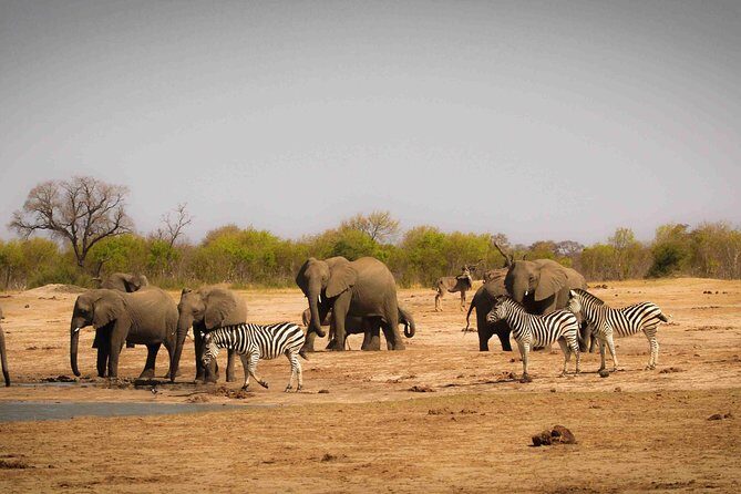 Hwange (Safari) Day Trip from Victoria Falls - Transportation and Group Size
