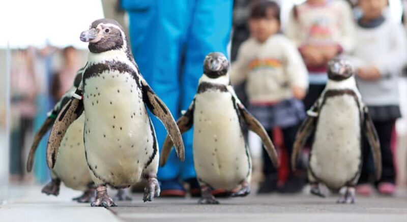 Hyogo: Kinosaki Onsen Hot Spring Day Trip from Osaka - Final Words
