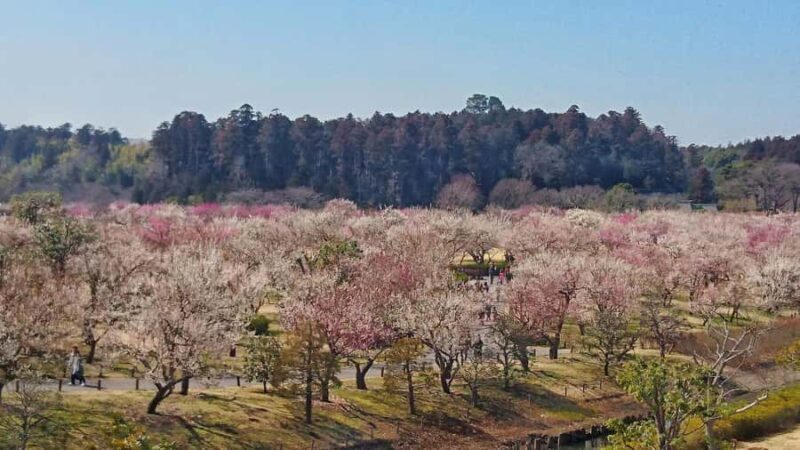 Ibaraki: Kairakuen, One of Japans Three Great Gardens - Key Points
