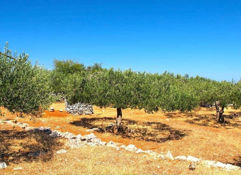 ibenik: Croatia in a Day, Vistas, History, Olive Oil, Wine - Why This Tour Is Worth Considering
