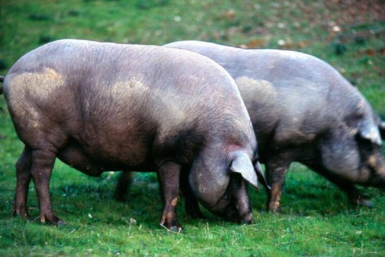 iberian-ham-route-and-cate-in-the-sierra-de-aracena