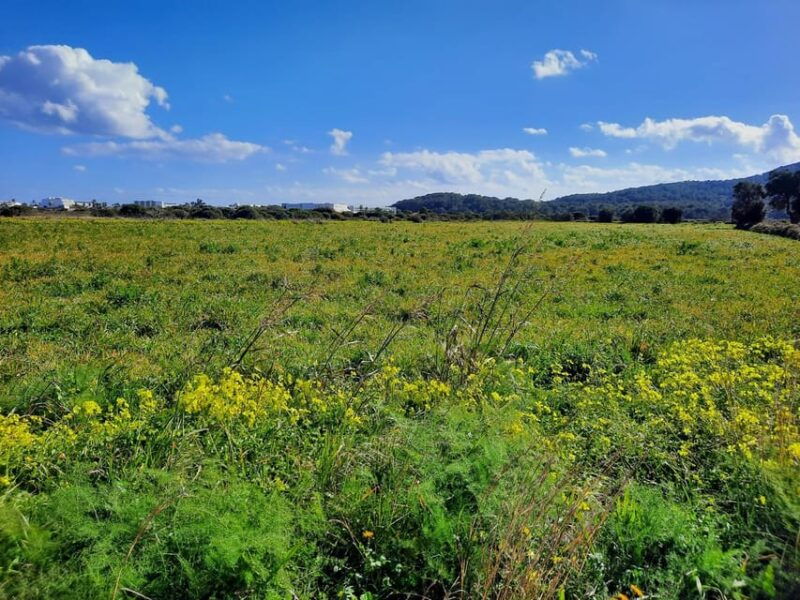 ibiza-salines-bike-tour-to-see-flamingos-and-salt