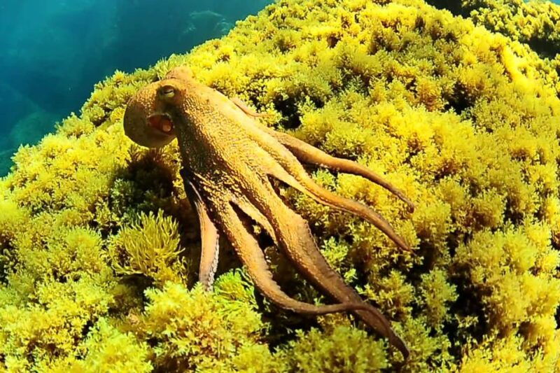 ibiza-scuba-diving-for-beginners-and-snorkeling