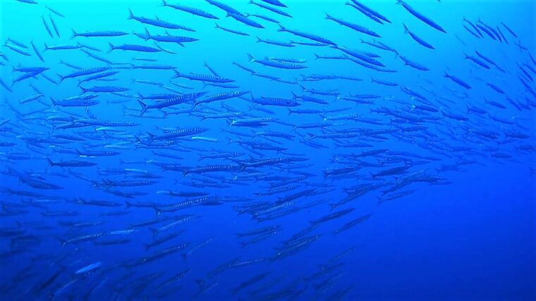 ibiza-scuba-diving-for-beginners-and-snorkeling
