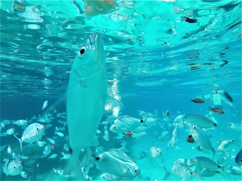 ibiza-snorkeling-and-sup-paddle-beach-and-cave-boat-tour