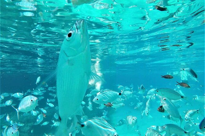 ibiza-snorkeling-beach-and-cave-cruise-tour