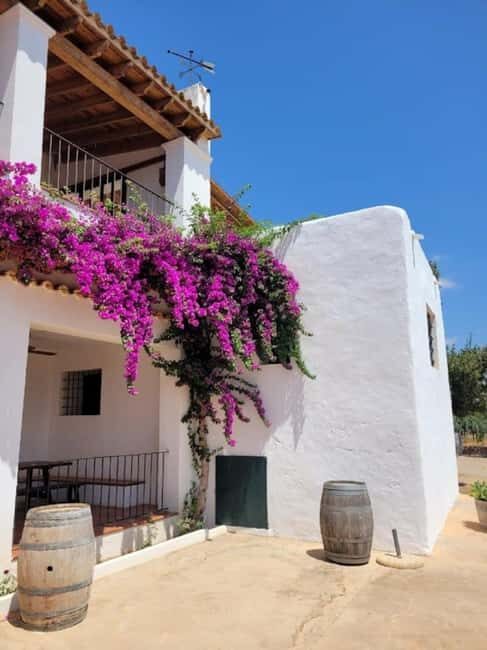 IBIZA Wine Tour: Wine Tasting + TAPAS + Olive Oil+ Transport - Practical Details & Insights  