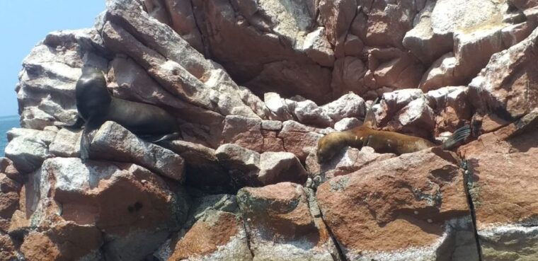 ica-ballestas-island-paracas-reserve-private-tour