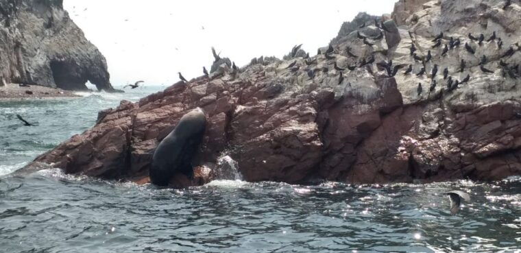 ica-ballestas-island-paracas-reserve-private-tour
